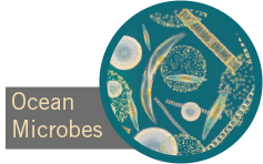 ocean-microbes.png